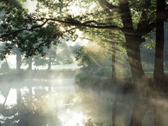 Aube en foret